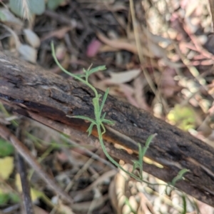 Convolvulus angustissimus subsp. angustissimus at Molonglo Valley, ACT - 12 Jan 2023 09:57 AM