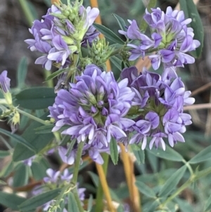 Medicago sativa at Watson, ACT - 13 Jan 2023 07:19 PM