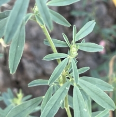 Medicago sativa at Watson, ACT - 13 Jan 2023 07:19 PM