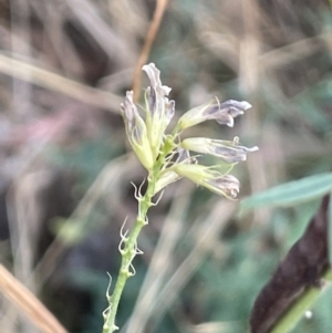 Medicago sativa at Watson, ACT - 13 Jan 2023 07:19 PM