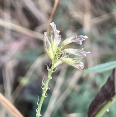 Medicago sativa at Watson, ACT - 13 Jan 2023