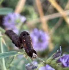 Erebidae (family) (Unidentified immature Erebid moth) at Watson, ACT - 13 Jan 2023 by JaneR