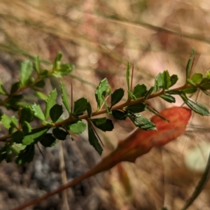 Bursaria spinosa subsp. lasiophylla at Molonglo Valley, ACT - 12 Jan 2023