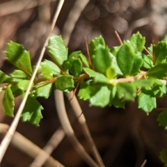 Bursaria spinosa subsp. lasiophylla at Molonglo Valley, ACT - 12 Jan 2023