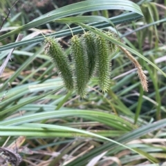 Carex fascicularis (Tassel Sedge) at Campbell, ACT - 12 Jan 2023 by JaneR