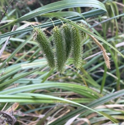 Carex fascicularis (Tassel Sedge) at Mount Ainslie to Black Mountain - 12 Jan 2023 by JaneR