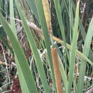 Typha domingensis at Campbell, ACT - 12 Jan 2023