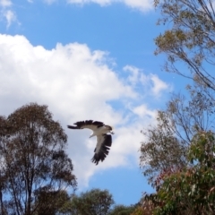 Haliaeetus leucogaster (White-bellied Sea-Eagle) at Yarrow, NSW - 12 Jan 2023 by SimoneC