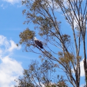 Haliaeetus leucogaster at Yarrow, NSW - 12 Jan 2023