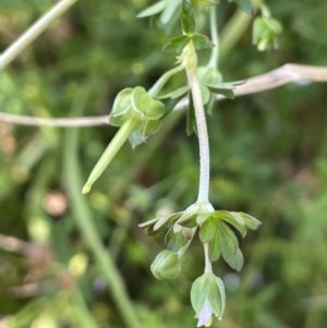 Geranium sp. Pleated sepals (D.E.Albrecht 4707) Vic. Herbarium at Campbell, ACT - 12 Jan 2023