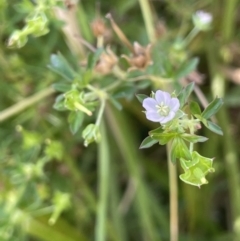 Geranium sp. Pleated sepals (D.E.Albrecht 4707) Vic. Herbarium at Campbell, ACT - 12 Jan 2023