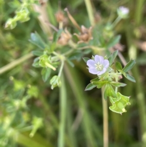 Geranium sp. Pleated sepals (D.E.Albrecht 4707) Vic. Herbarium at Campbell, ACT - 12 Jan 2023