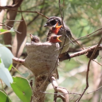 Rhipidura albiscapa (Grey Fantail) at Fyshwick, ACT - 13 Jan 2023 by RodDeb