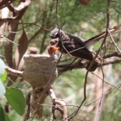 Rhipidura albiscapa at Fyshwick, ACT - 13 Jan 2023