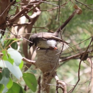 Rhipidura albiscapa at Fyshwick, ACT - 13 Jan 2023