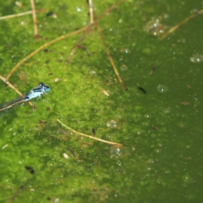 Ischnura heterosticta (Common Bluetail Damselfly) at Acton, ACT - 9 Jan 2023 by Tammy