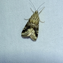 Hellula hydralis (Cabbage Centre Moth) at QPRC LGA - 12 Jan 2023 by Steve_Bok