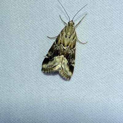 Hellula hydralis (Cabbage Centre Moth) at Jerrabomberra, NSW - 12 Jan 2023 by SteveBorkowskis
