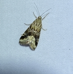 Hellula hydralis at Jerrabomberra, NSW - 12 Jan 2023