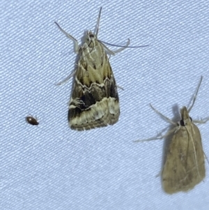 Hellula hydralis at Jerrabomberra, NSW - 12 Jan 2023