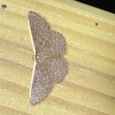 Idaea costaria (White-edged Wave) at Jerrabomberra, NSW - 13 Jan 2023 by SteveBorkowskis