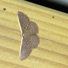 Idaea costaria at suppressed - 13 Jan 2023