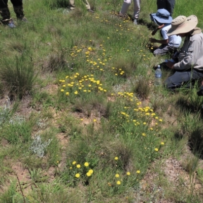 Rutidosis leiolepis (Monaro Golden Daisy) at Dry Plain, NSW - 15 Nov 2020 by AndyRoo