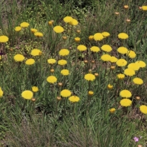Rutidosis leiolepis at Dry Plain, NSW - 15 Nov 2020