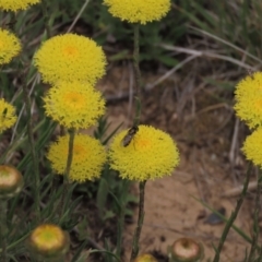 Rutidosis leiolepis at Dry Plain, NSW - 15 Nov 2020