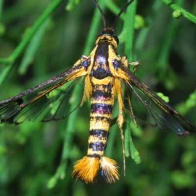 Ichneumenoptera chrysophanes (Clearwing Persimmon Borer) at Queanbeyan West, NSW - 12 Jan 2023 by Harrisi