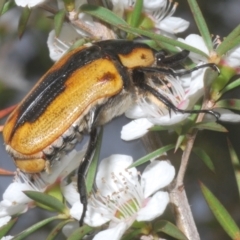 Chondropyga dorsalis (Cowboy beetle) at Fadden, ACT - 12 Jan 2023 by Harrisi