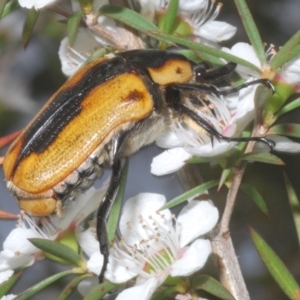 Chondropyga dorsalis at Fadden, ACT - 12 Jan 2023 06:52 PM