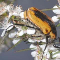 Chondropyga dorsalis at Fadden, ACT - 12 Jan 2023 06:52 PM