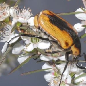 Chondropyga dorsalis at Fadden, ACT - 12 Jan 2023 06:52 PM