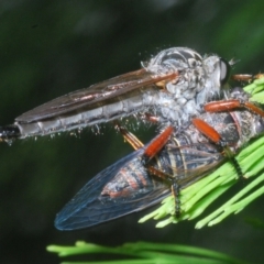Zosteria sp. (genus) (Common brown robber fly) at Wanniassa Hill - 12 Jan 2023 by Harrisi
