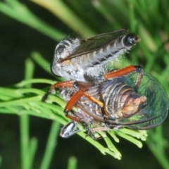 Zosteria sp. (genus) at Fadden, ACT - 12 Jan 2023