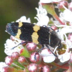 Castiarina bifasciata (Jewel beetle) at Tinderry, NSW - 13 Jan 2023 by Harrisi