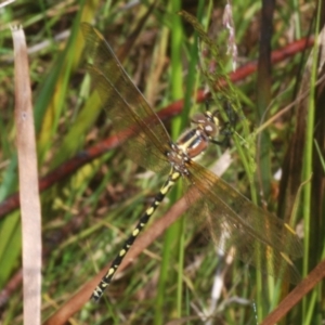 Synthemis eustalacta at Tinderry, NSW - 13 Jan 2023 11:52 AM