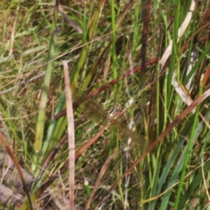 Synthemis eustalacta at Tinderry, NSW - 13 Jan 2023