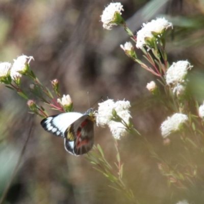 Delias harpalyce (Imperial Jezebel) at Wingecarribee Local Government Area - 14 Sep 2022 by JanHartog