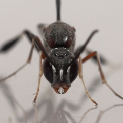 Unverified Parasitic wasp (numerous families) by TimL