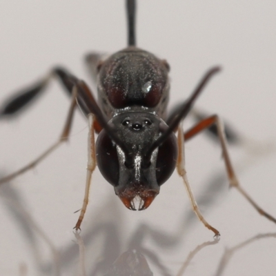 Unverified Parasitic wasp (numerous families) by TimL