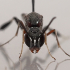 Unidentified Parasitic wasp (numerous families) (TBC) at Wellington Point, QLD - 13 Jan 2023 by TimL