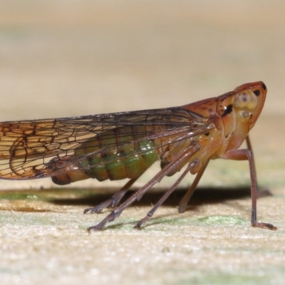 Magia subocellata (Palm Planthopper) at Wellington Point, QLD - 13 Jan 2023 by TimL