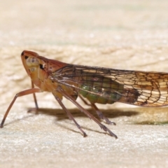 Magia subocellata at Wellington Point, QLD - suppressed
