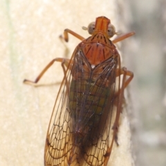 Magia subocellata at Wellington Point, QLD - suppressed