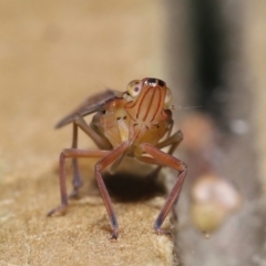 Magia subocellata at Wellington Point, QLD - suppressed