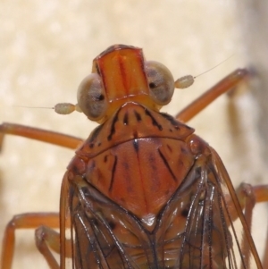 Magia subocellata at Wellington Point, QLD - suppressed