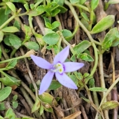 Isotoma fluviatilis subsp. australis (Swamp Isotome) at Gundaroo, NSW - 12 Jan 2023 by trevorpreston