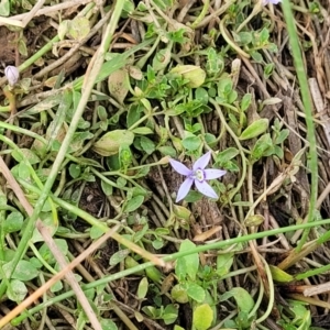 Isotoma fluviatilis subsp. australis at Gundaroo, NSW - 13 Jan 2023 08:29 AM